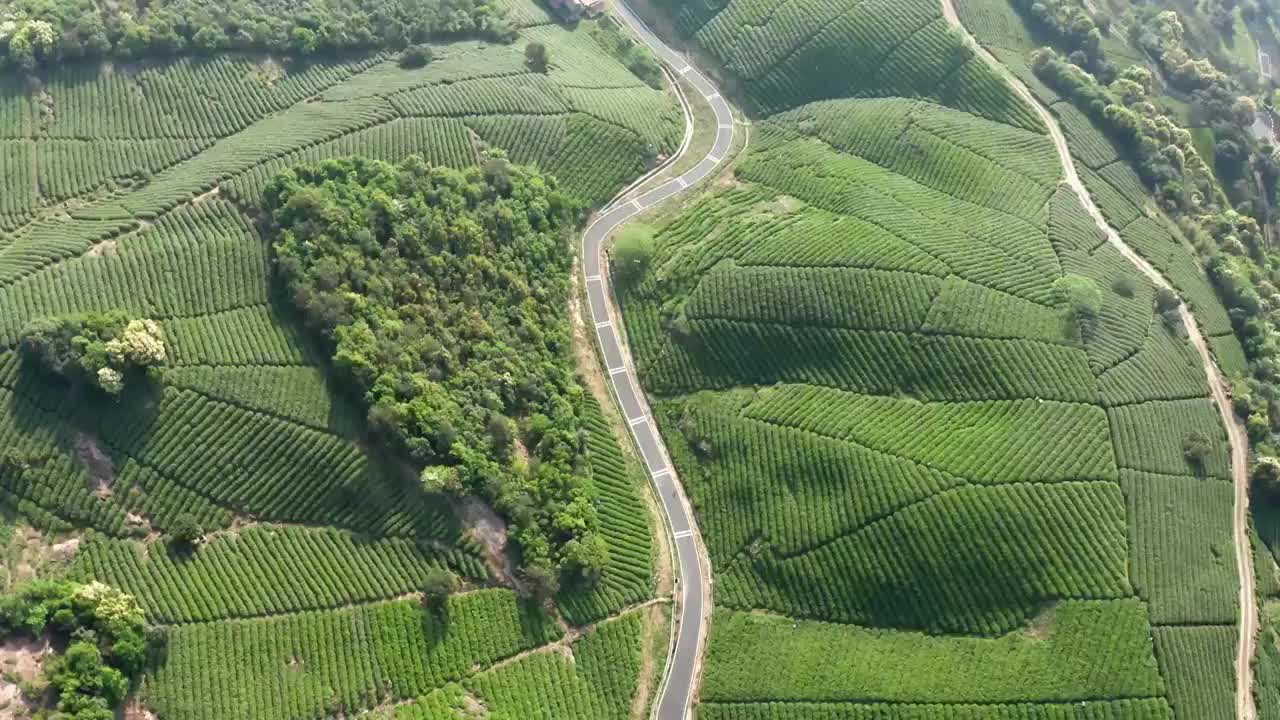 清晨茶园茶山航拍视频素材