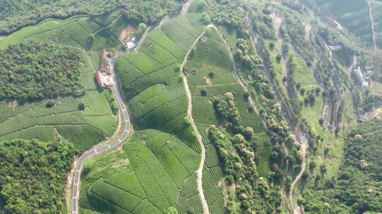 清晨茶园茶山航拍视频素材