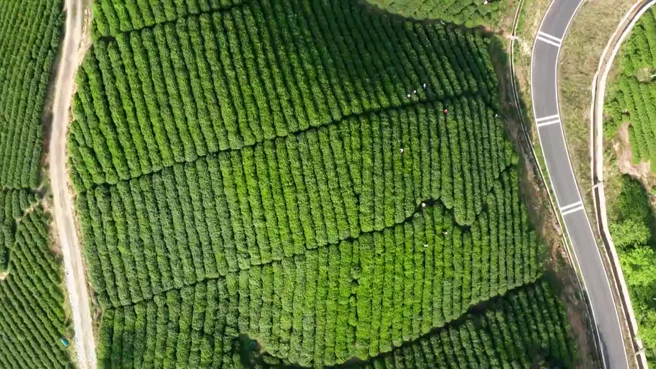 清晨茶园茶山航拍视频素材