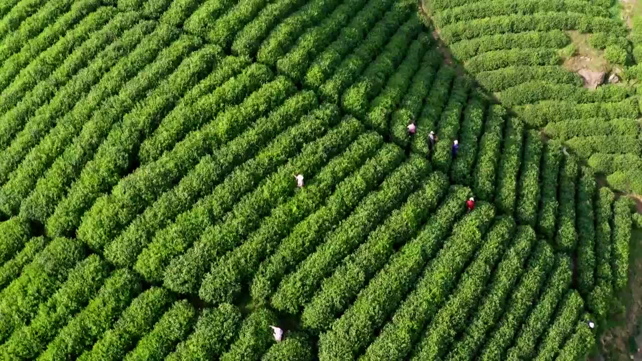 清晨茶园茶山航拍视频素材