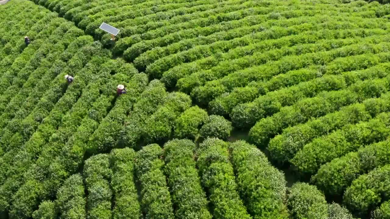 清晨茶园茶山航拍视频素材