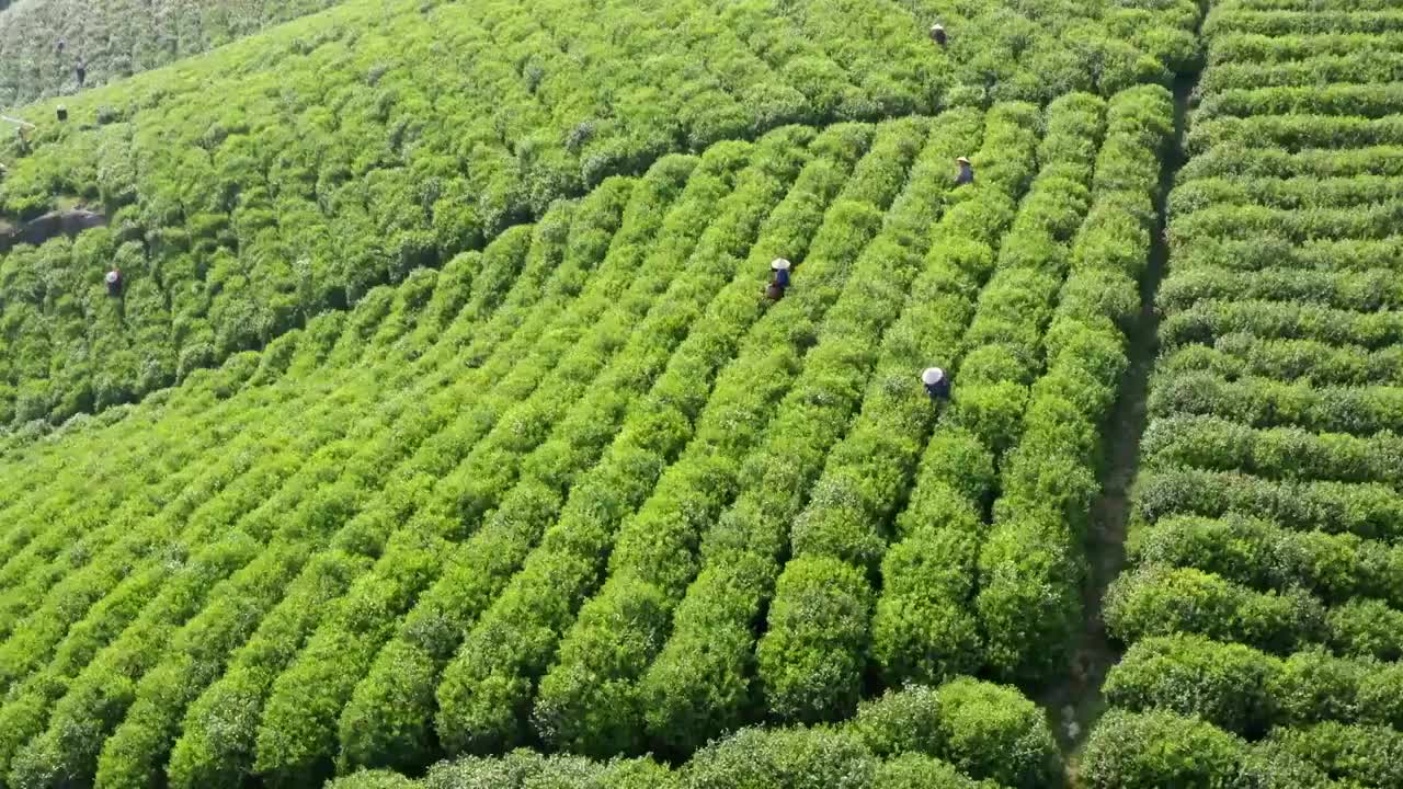 清晨茶园茶山航拍视频素材