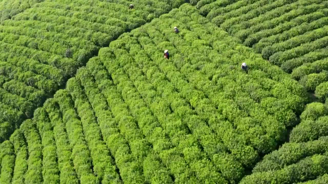 清晨茶园茶山航拍视频素材