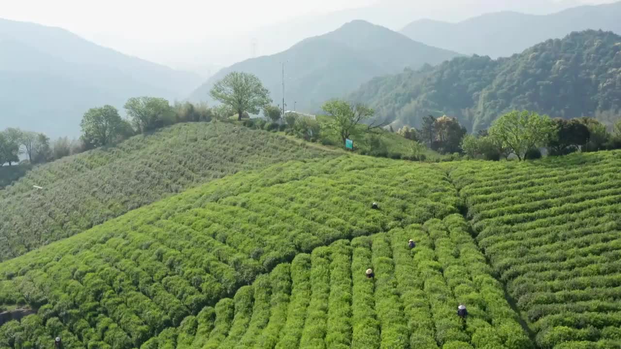 清晨茶园茶山航拍视频素材