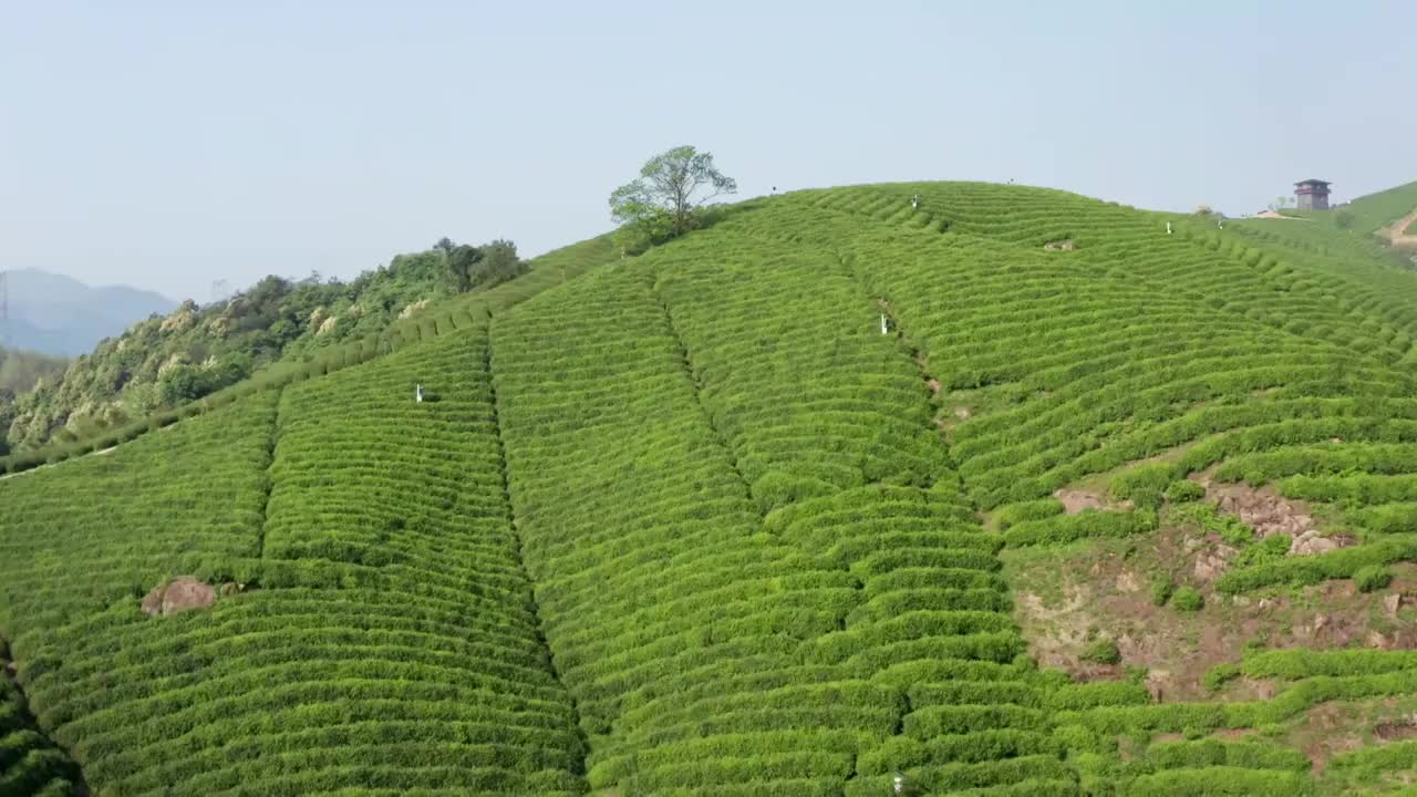 清晨茶园茶山航拍视频素材