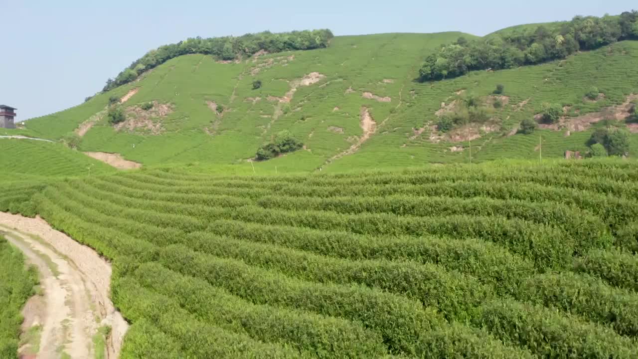 清晨茶园茶山航拍视频素材