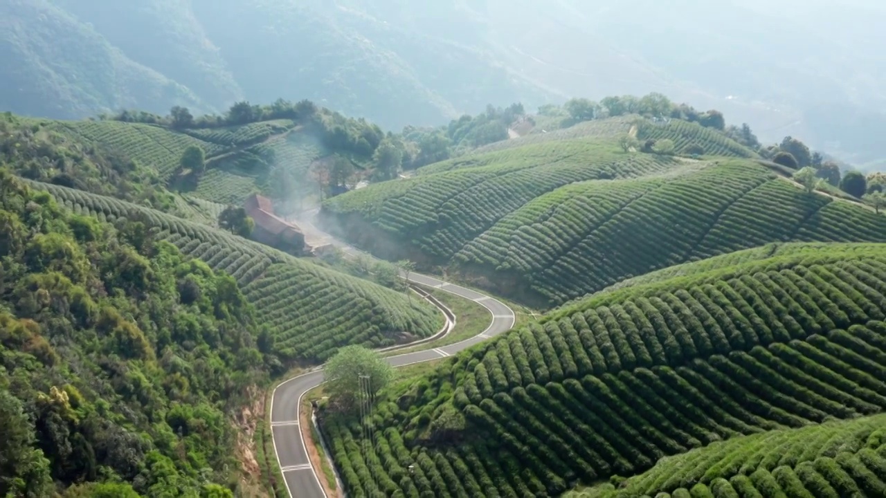 清晨茶园茶山航拍视频素材