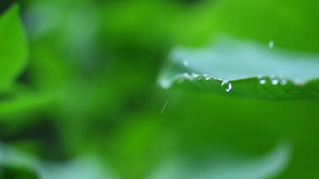 自然雨滴视频素材