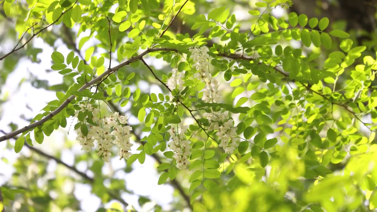 春天槐花绿枝视频素材