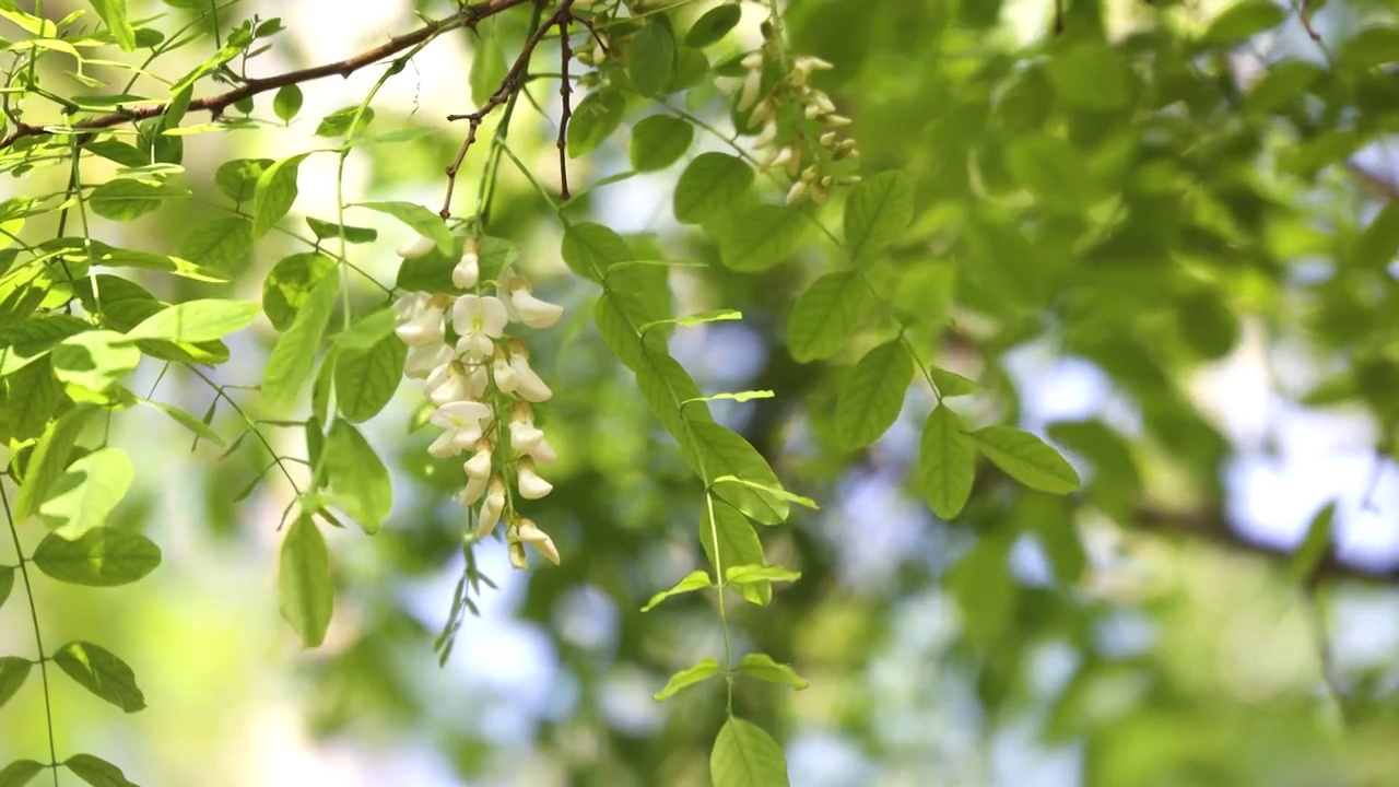 春天槐花绿枝视频素材