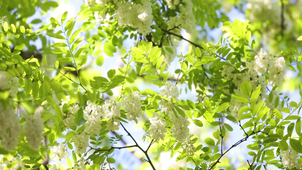 春天槐花绿枝视频素材