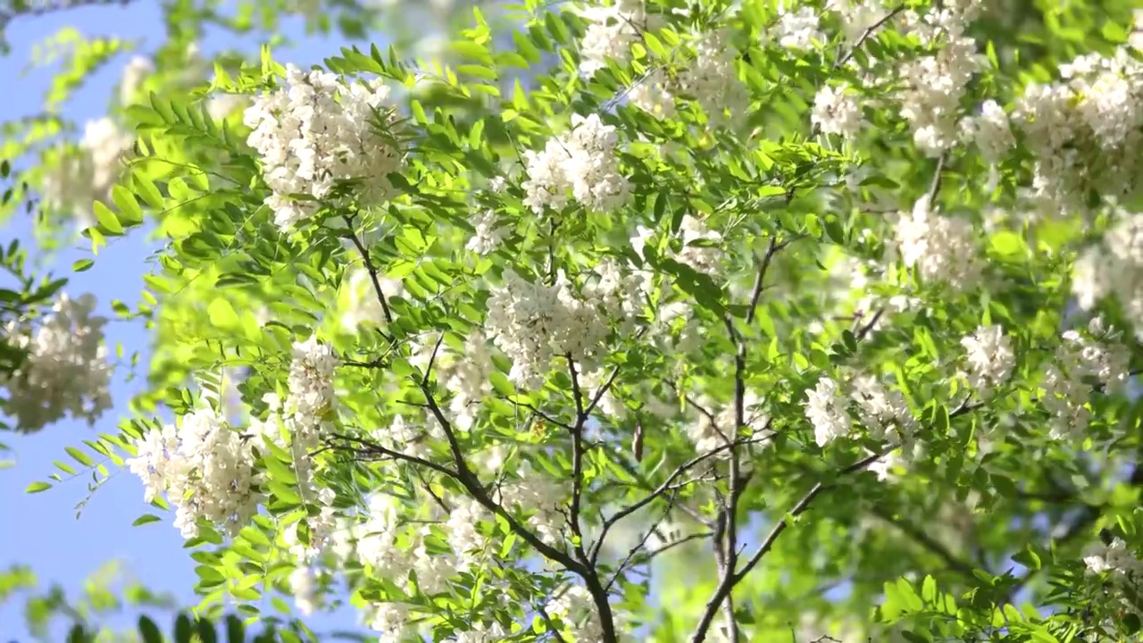 春天槐花绿枝视频素材