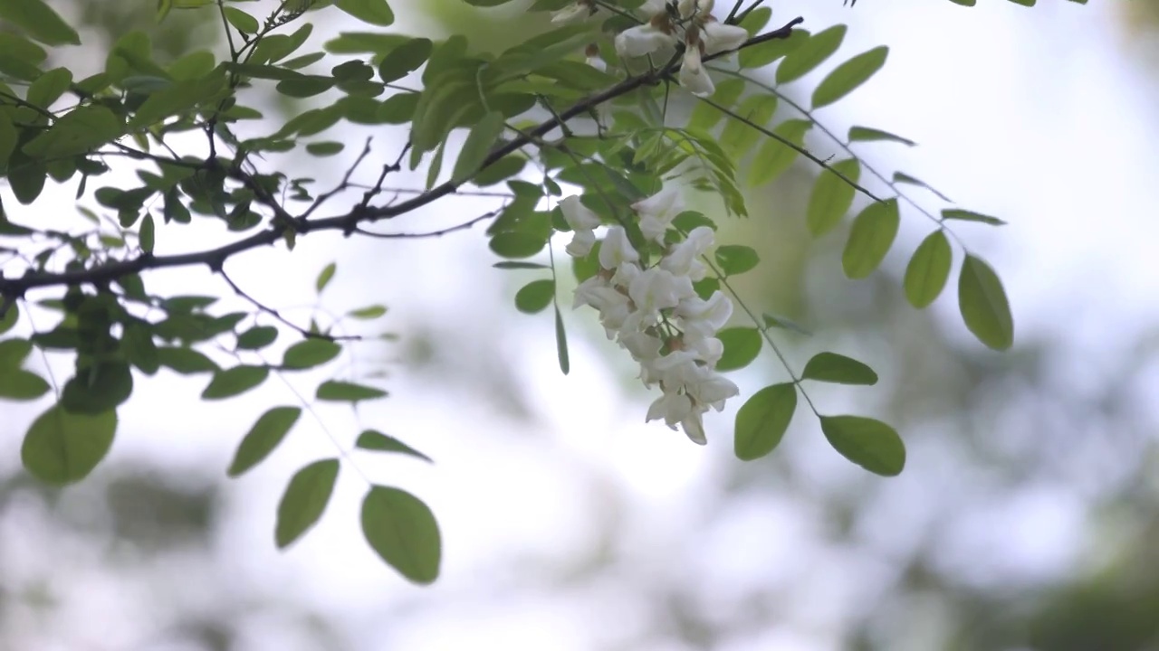 春天槐花绿枝视频素材