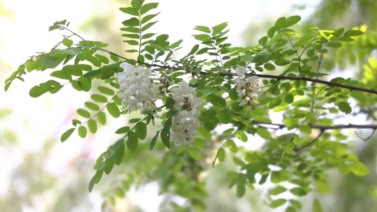 春天槐花绿枝视频素材