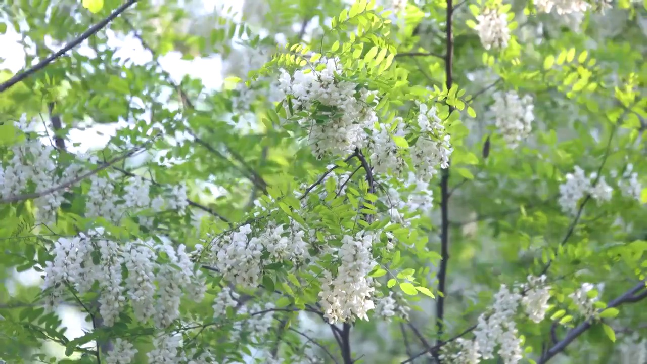 春天槐花绿枝视频素材