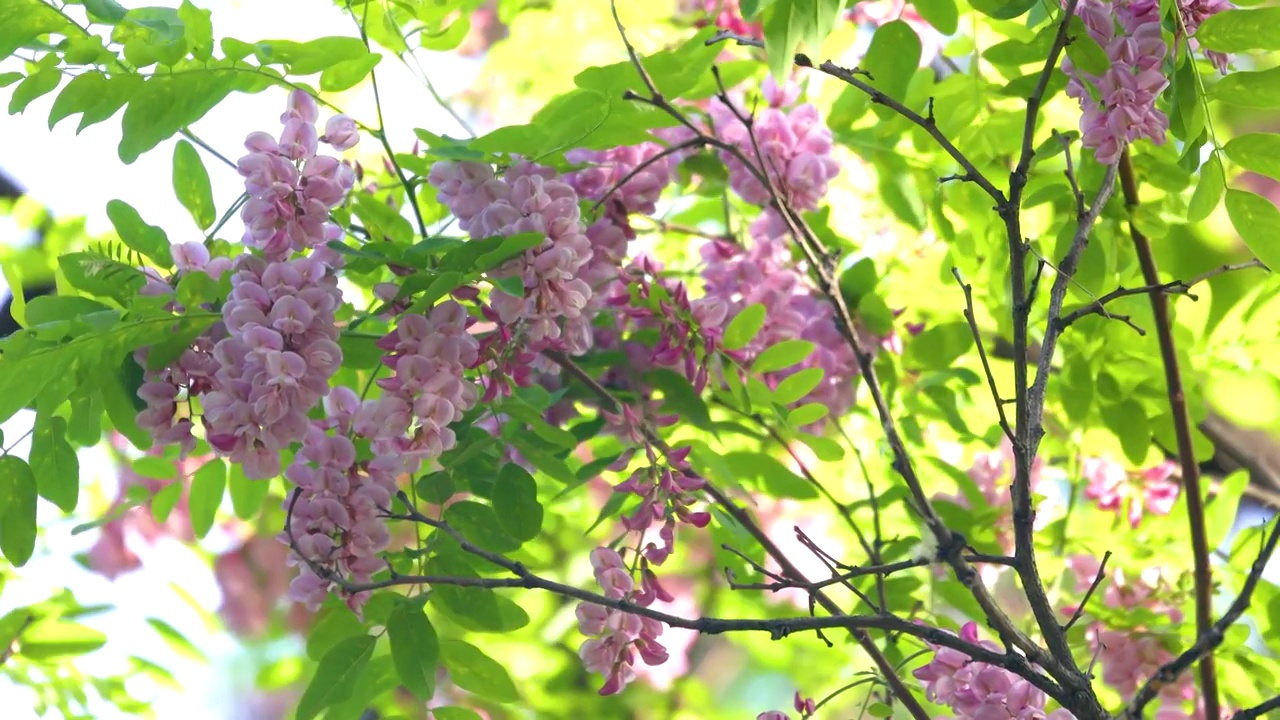 春天红色槐花视频素材