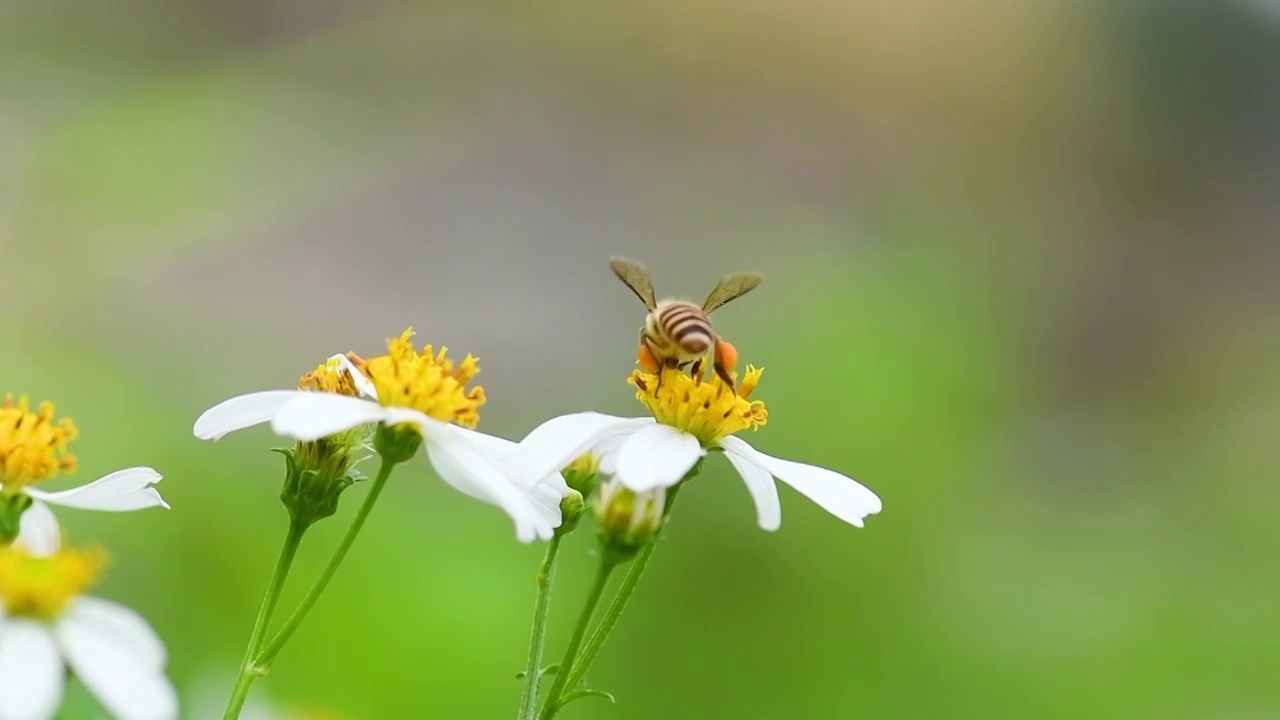 蜜蜂采蜜视频素材