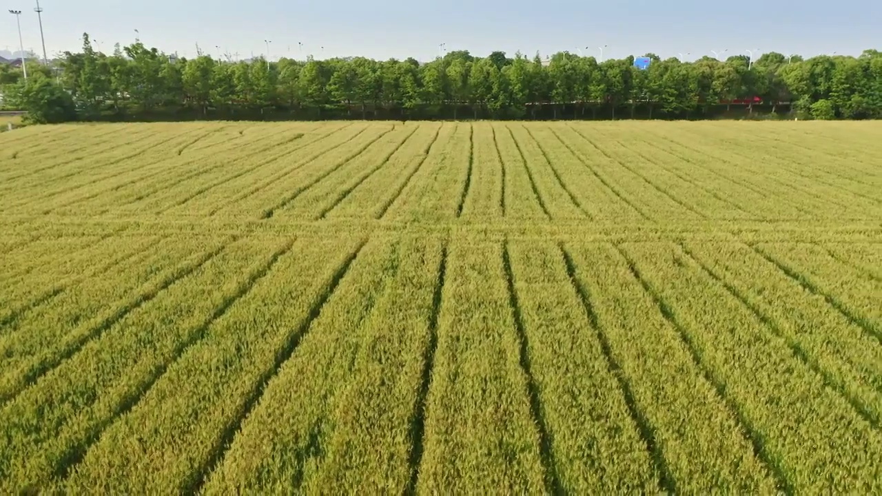 航拍水稻麦田种植基地视频素材