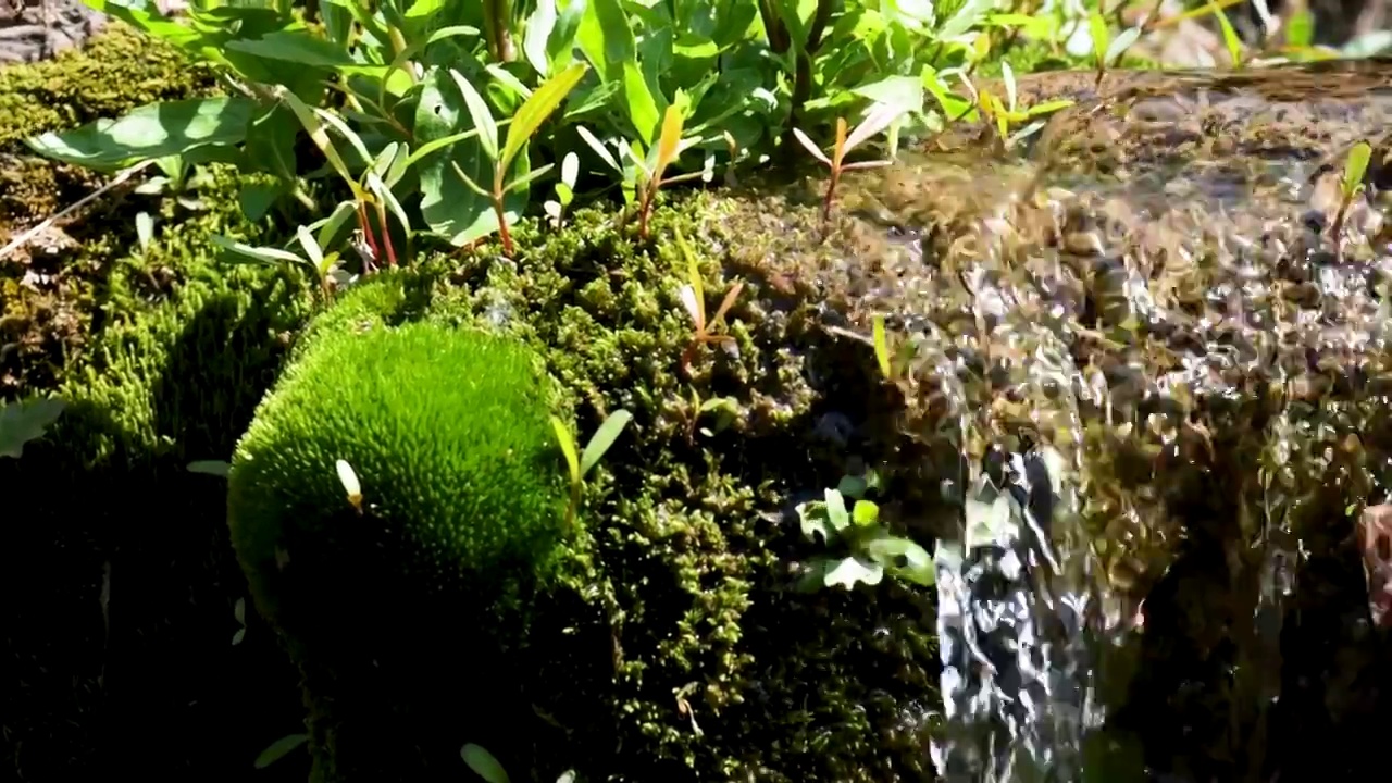 瀑布小溪流青苔生机流水潺潺升格展示视频素材