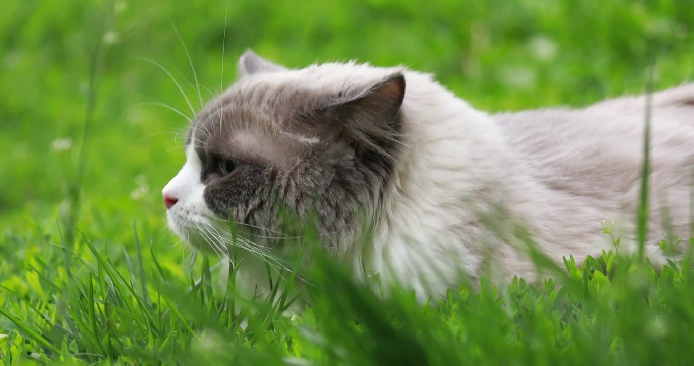 猫，绿色草丛中的布偶猫，呆萌可爱视频素材