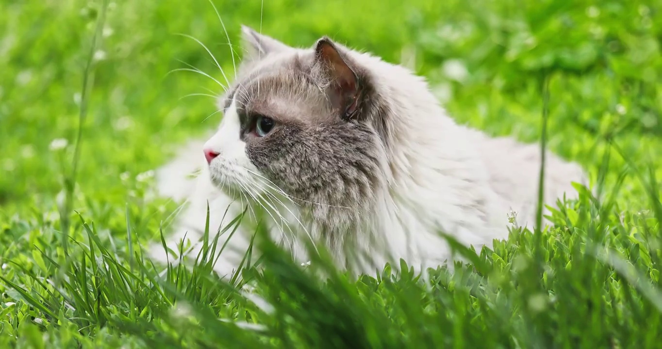 猫，绿色草丛中的布偶猫，呆萌可爱视频素材