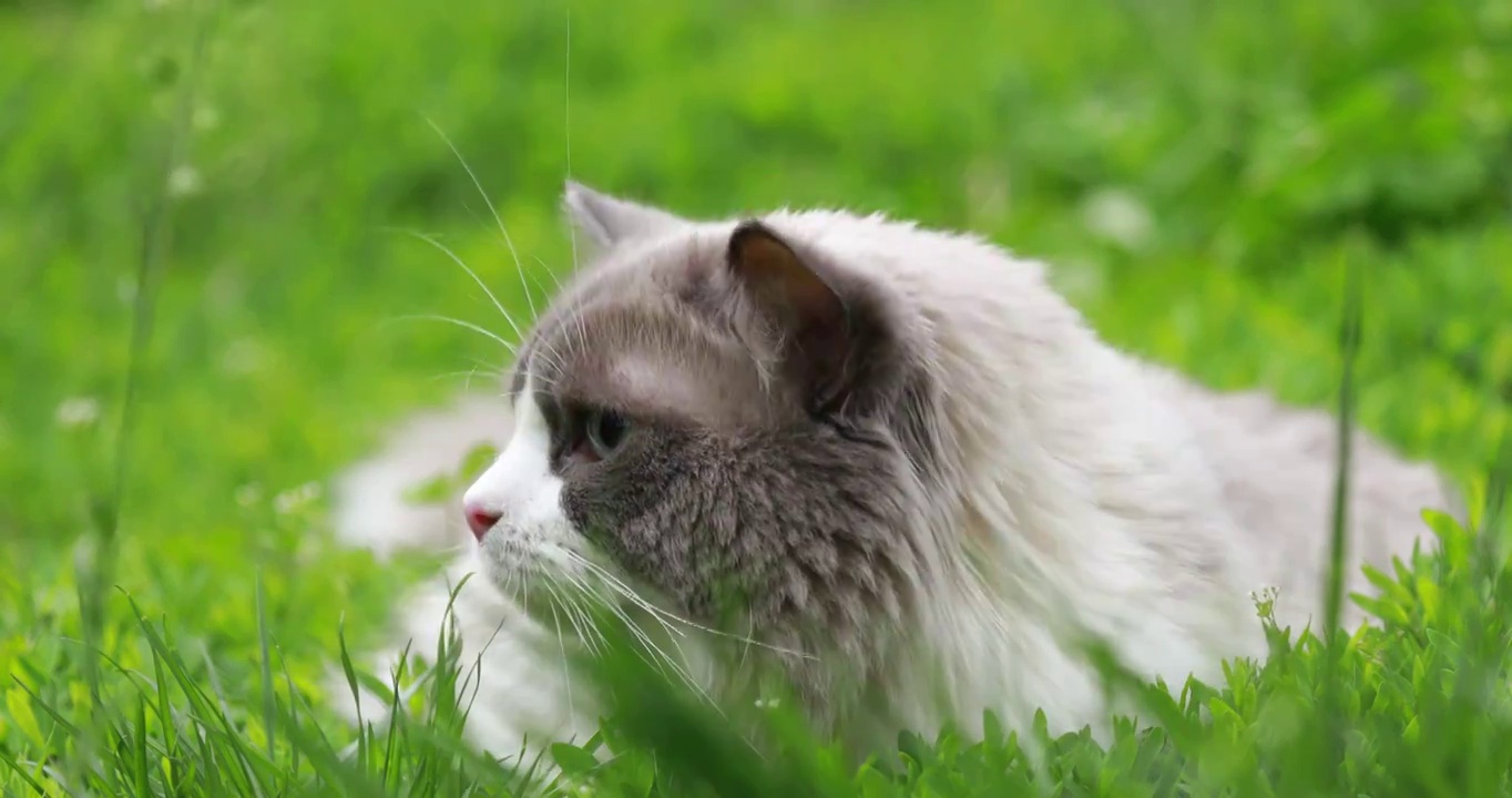 猫，布偶猫，草丛，表情，特写，眼神，草丛中的猫视频素材