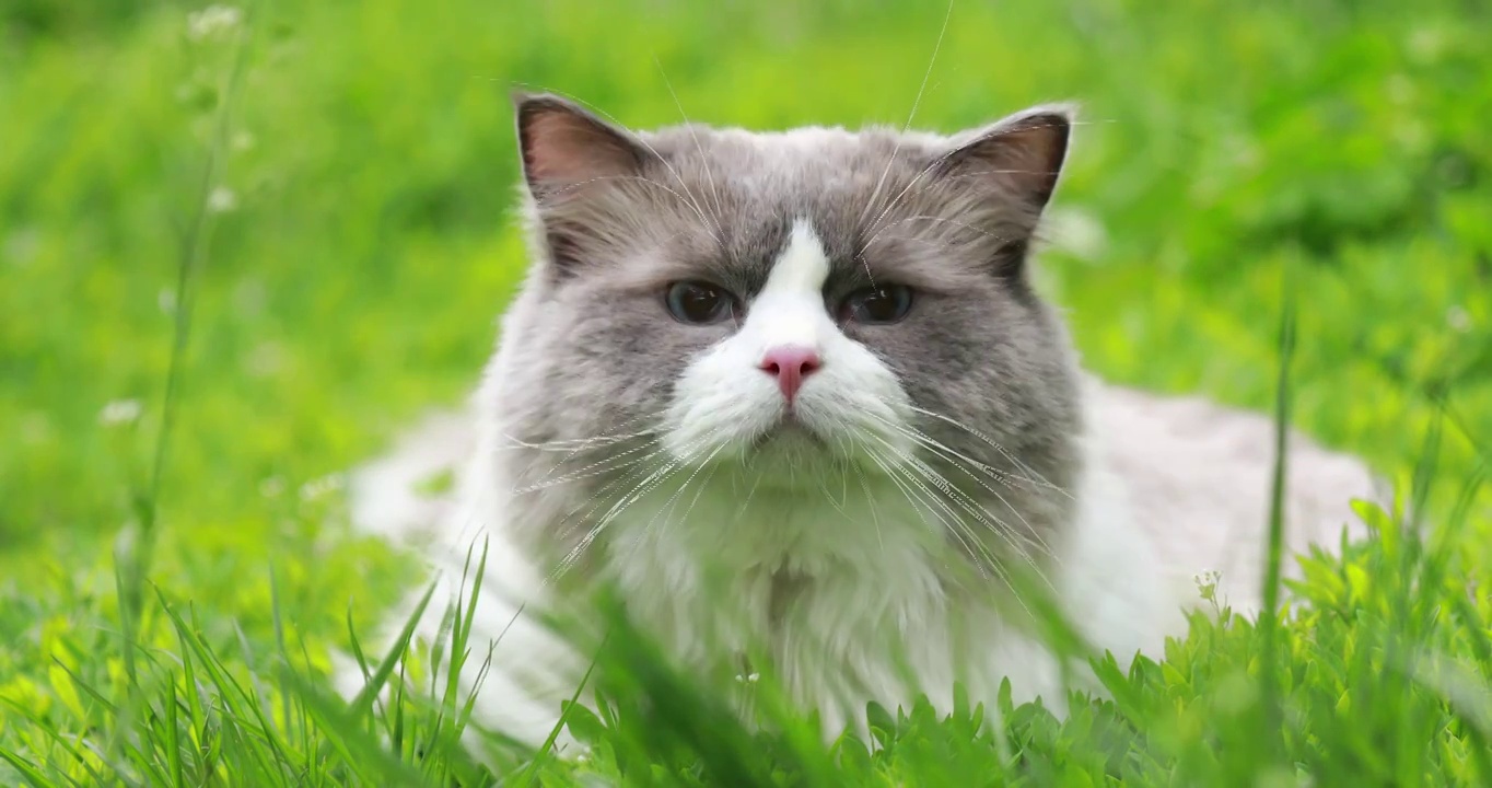 猫，布偶猫，草丛，表情，特写，眼神，草丛中的猫视频素材