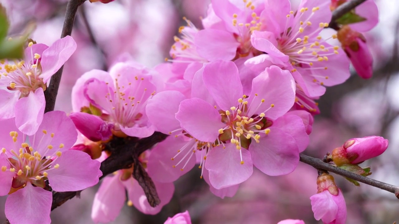 春天桃花特写4K视频视频素材