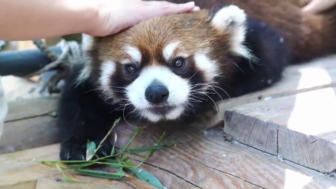 北京野生动物园小熊猫野生保护动物视频素材