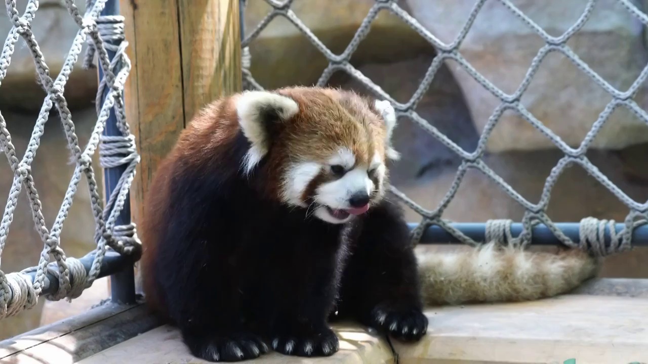 北京野生动物园小熊猫野生保护动物视频素材