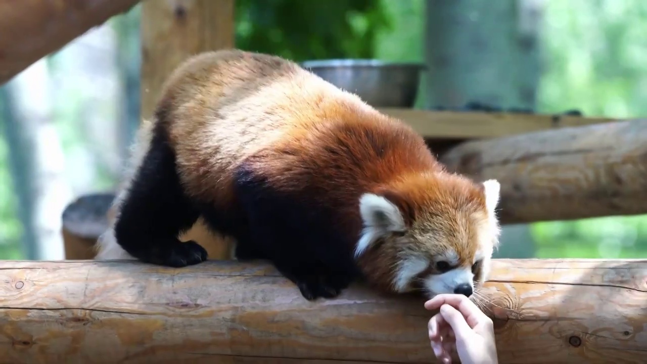 北京野生动物园小熊猫野生保护动物视频素材