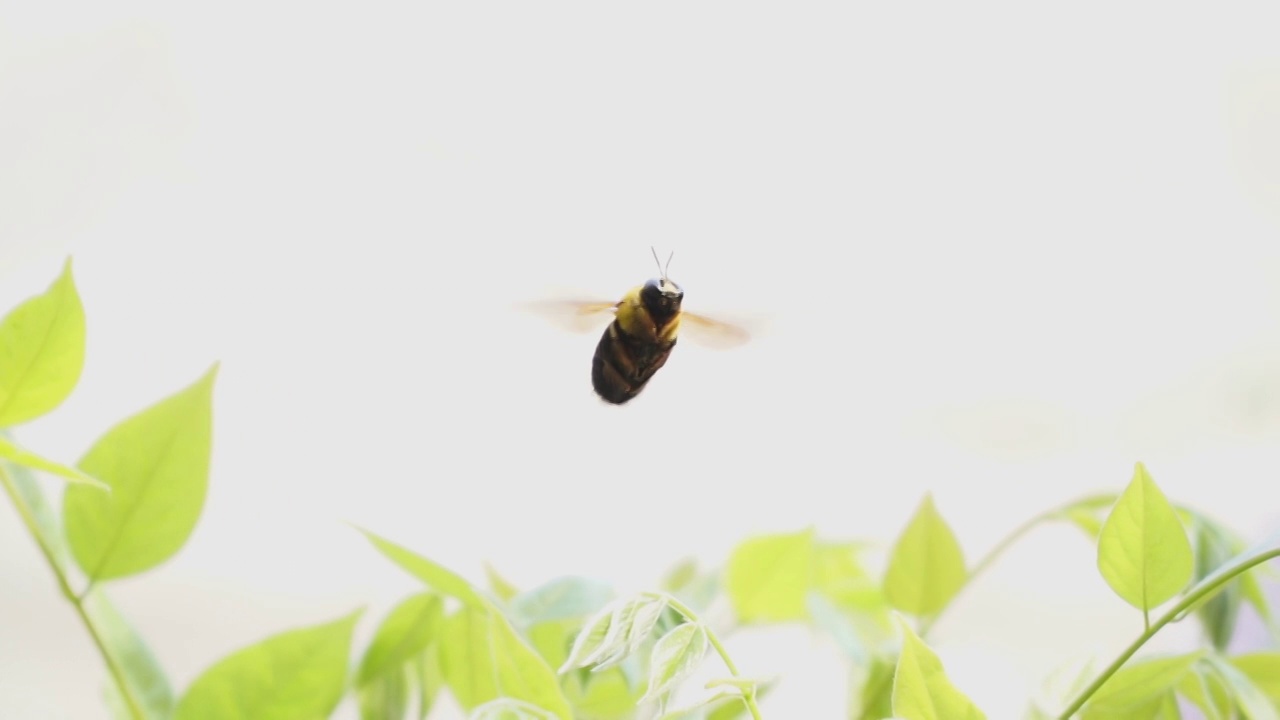 紫藤花与大黑蜂视频素材