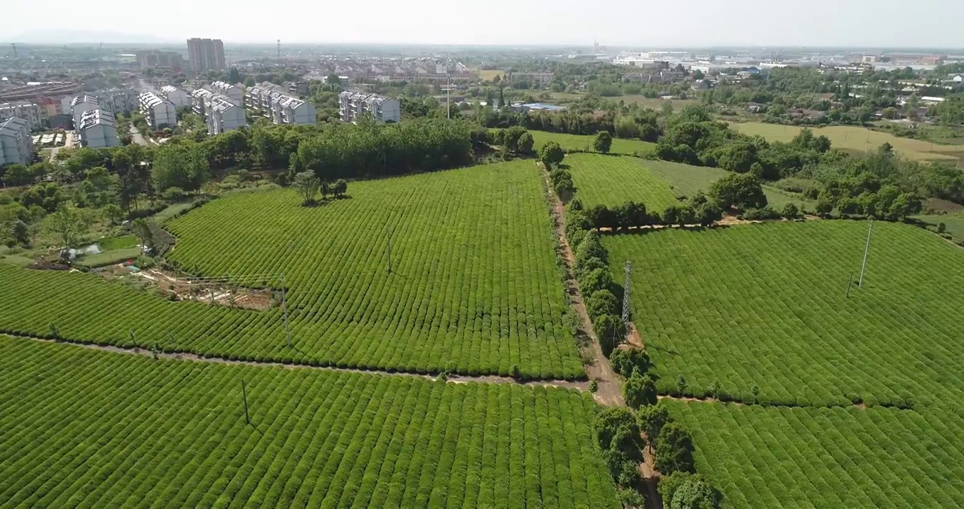 航拍中国安徽省宣城市夏日茶园采茶视频素材