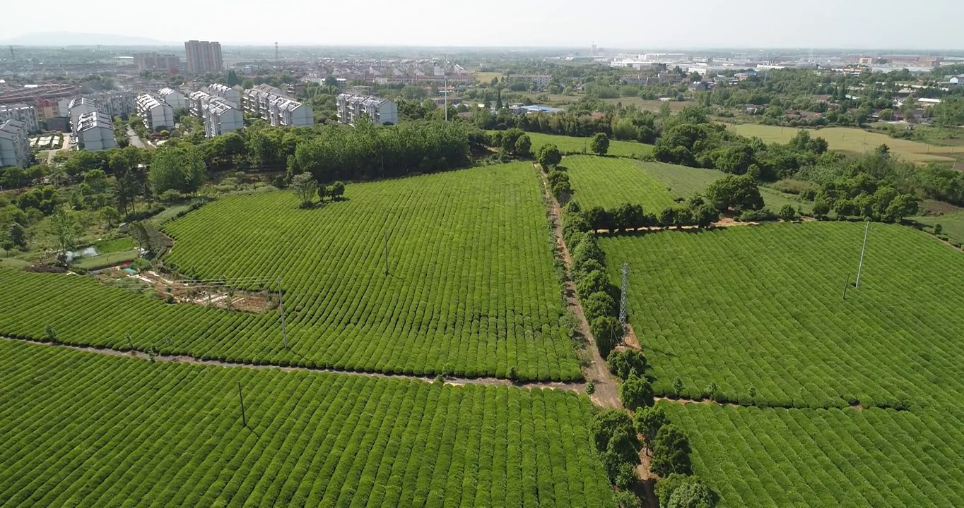 航拍中国安徽省宣城市夏日茶园采茶视频素材