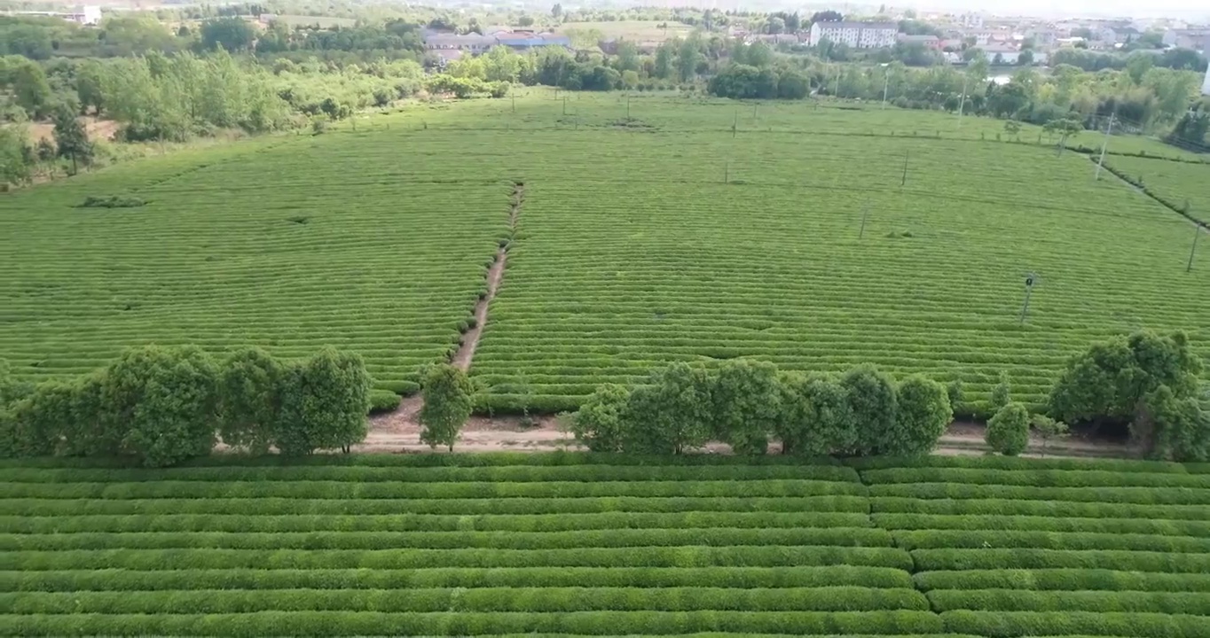 航拍中国安徽省宣城市夏日茶园采茶视频素材