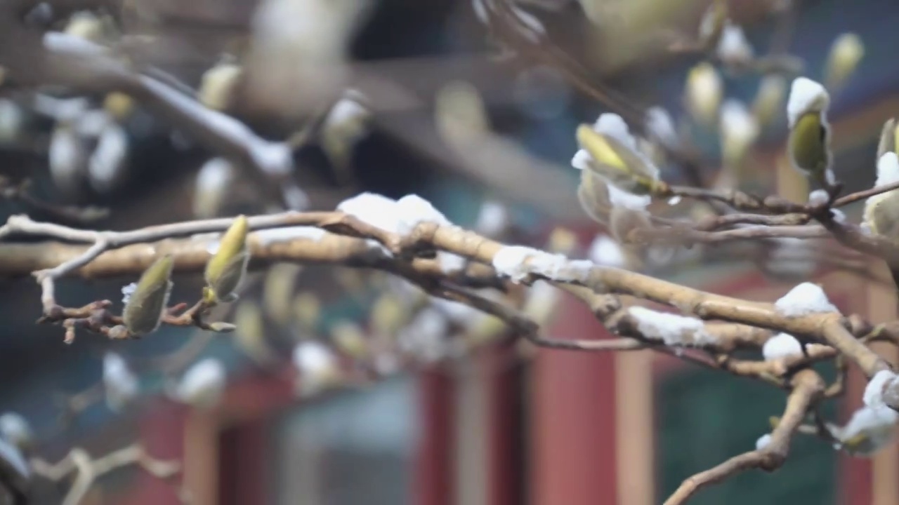 雪霁颐和园视频素材