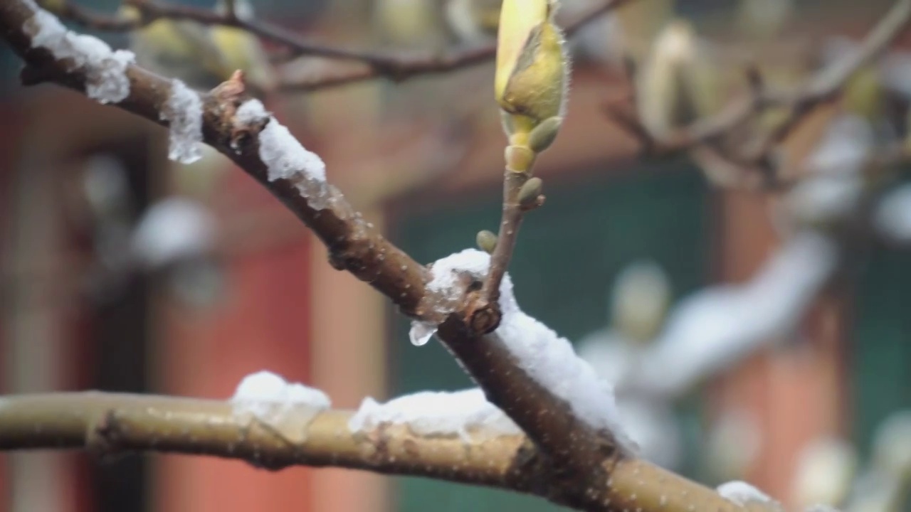 雪霁颐和园视频素材