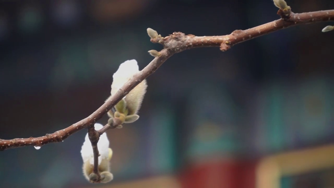 雪霁颐和园视频素材