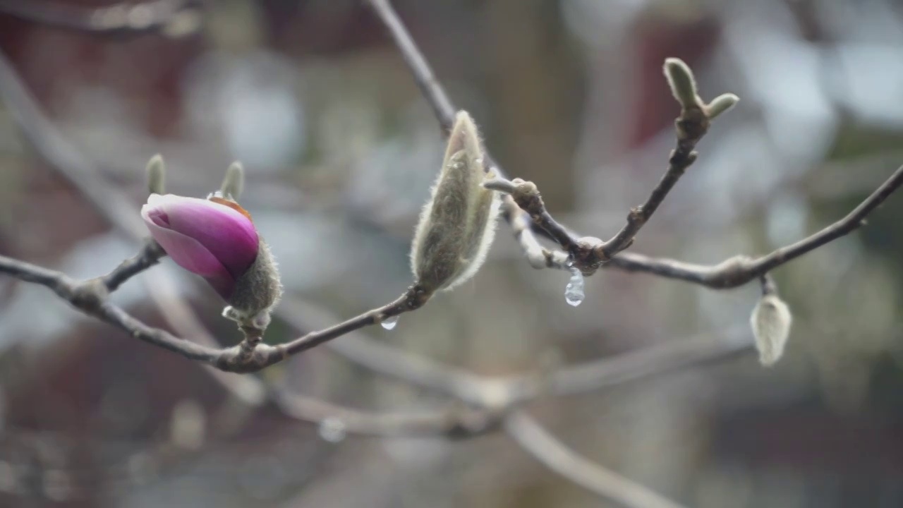 雪霁颐和园视频素材