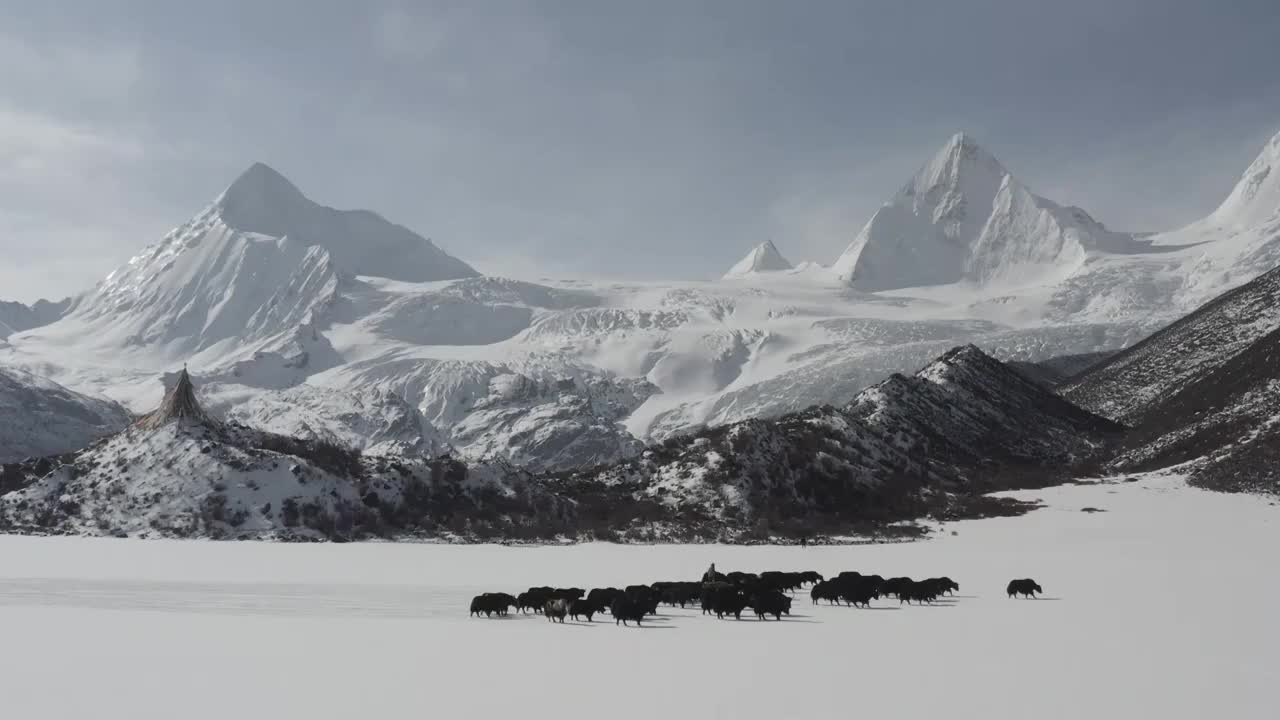 雪白世界视频素材