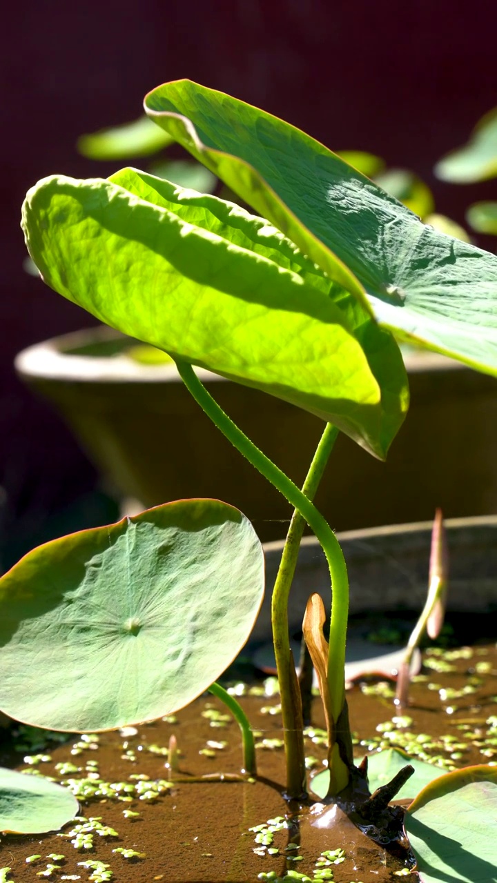 莲花叶藕视频素材