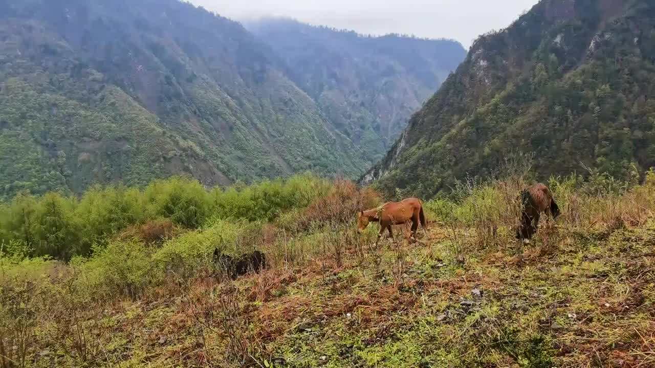 阿坝高原风光视频素材