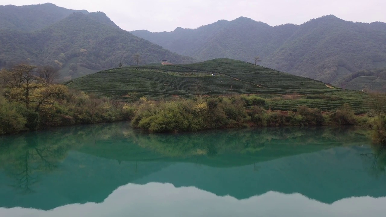 西湖龙井茶园视频素材