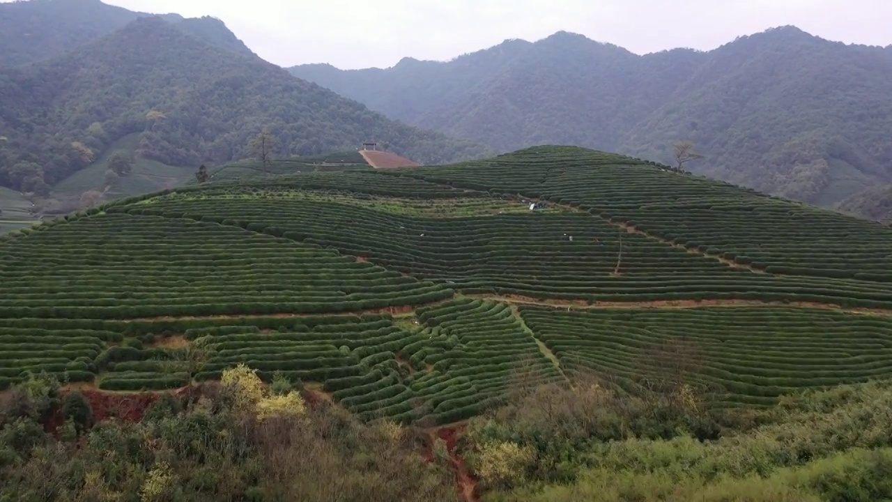 西湖龙井茶园视频素材