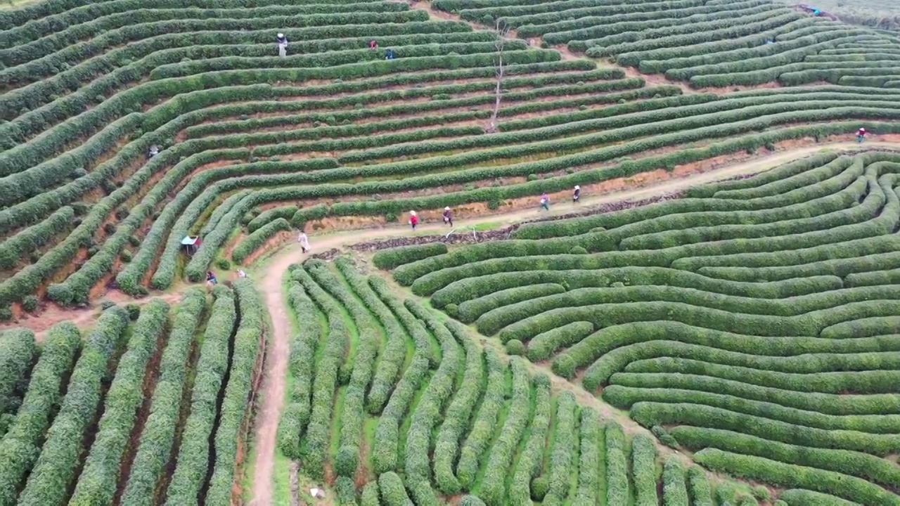 西湖龙井茶园视频素材