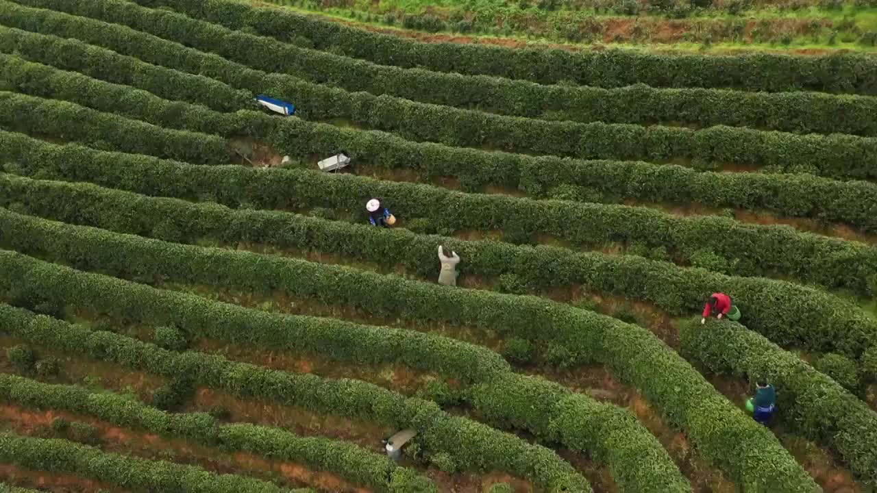 西湖龙井茶园视频素材