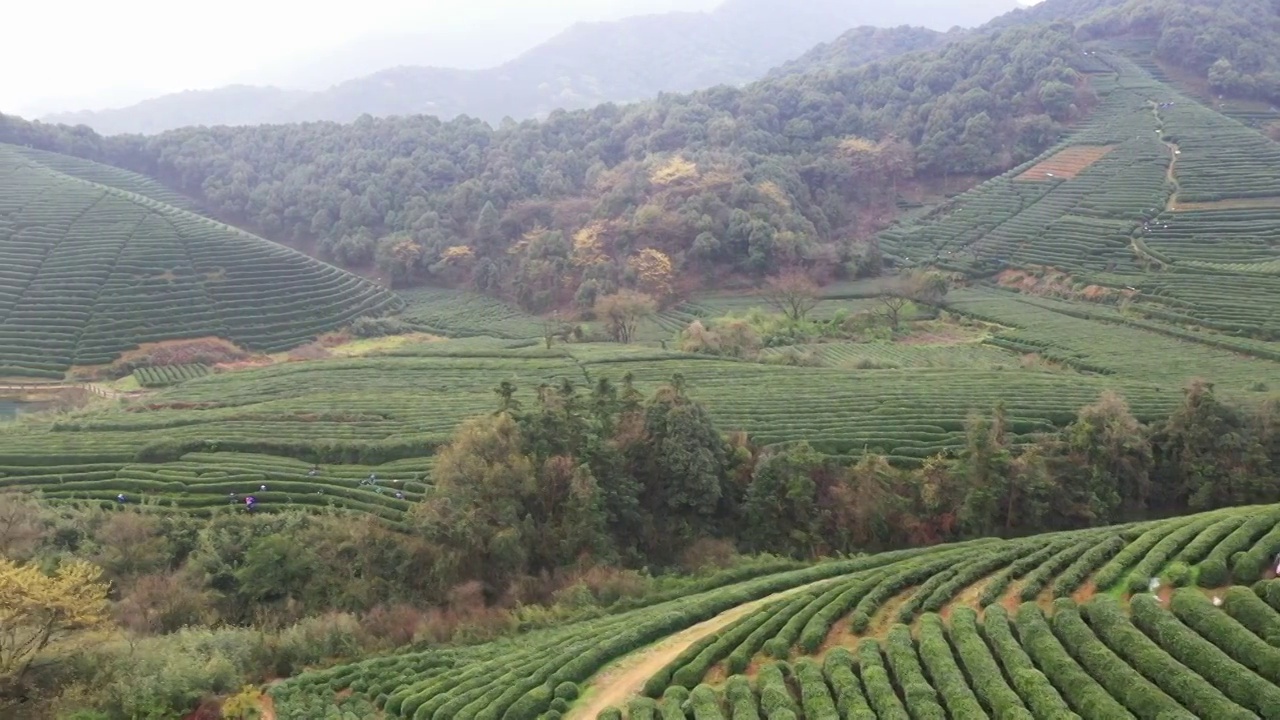 西湖龙井茶园视频素材