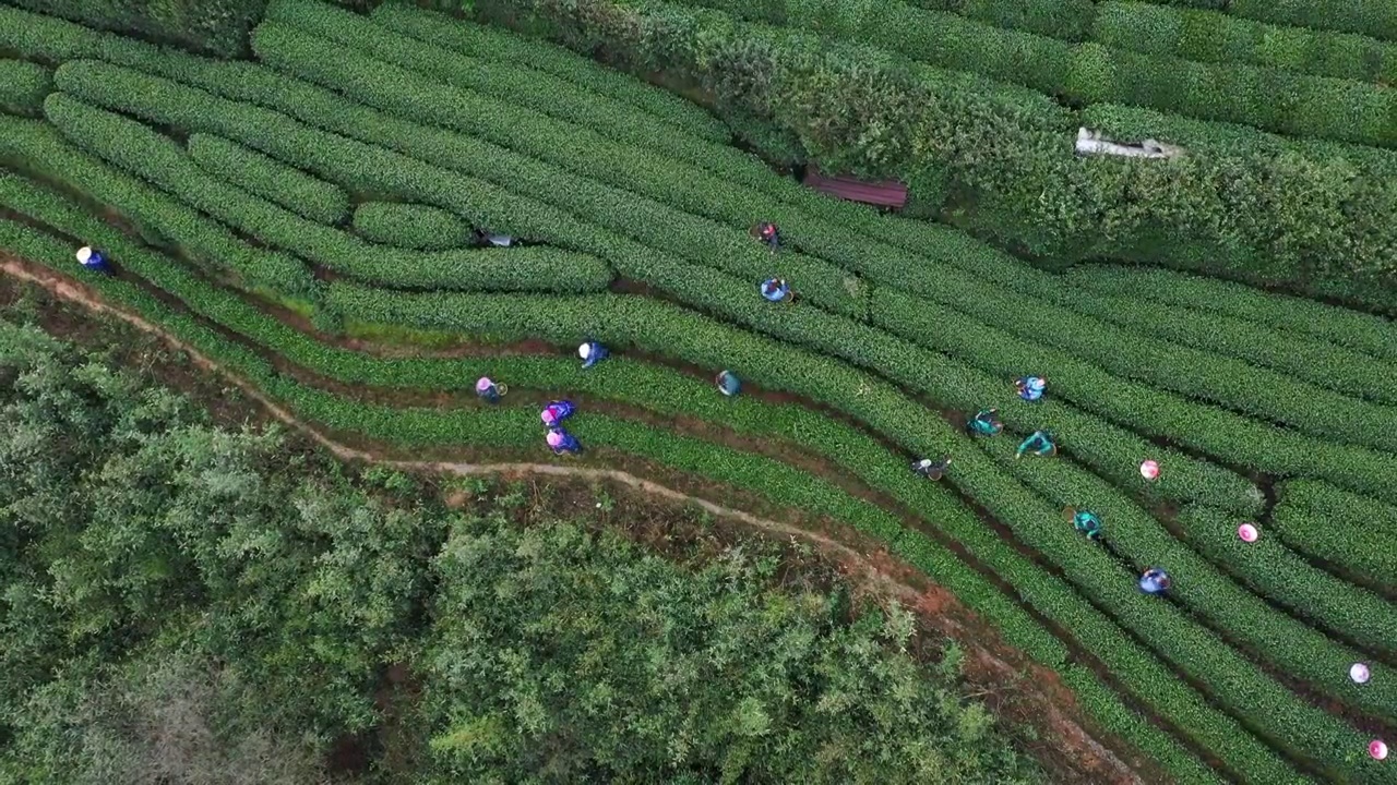 西湖龙井茶园视频素材