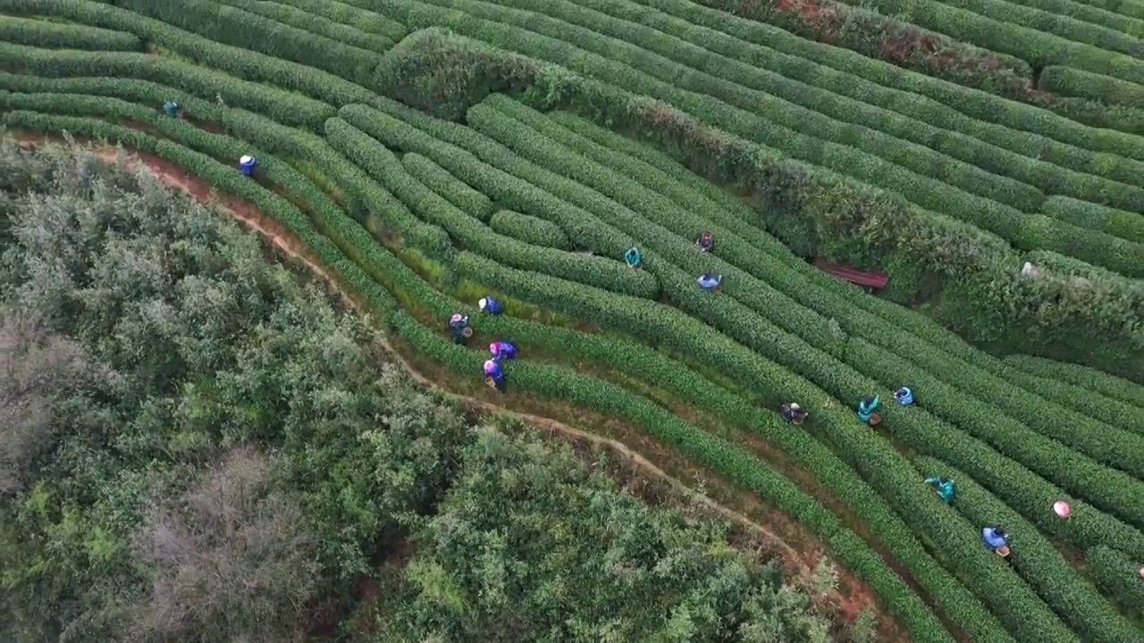 西湖龙井茶园视频素材