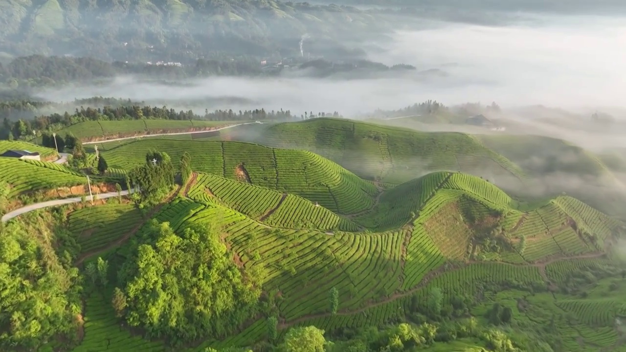 最美茶园--鹤峰木耳山茶园（合集）视频下载